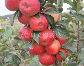 集安蜜冠苹果成熟状