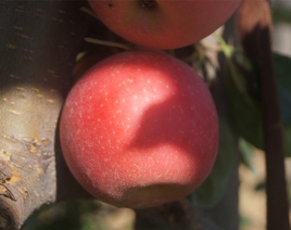 集安乐淇苹果近成熟9月下旬